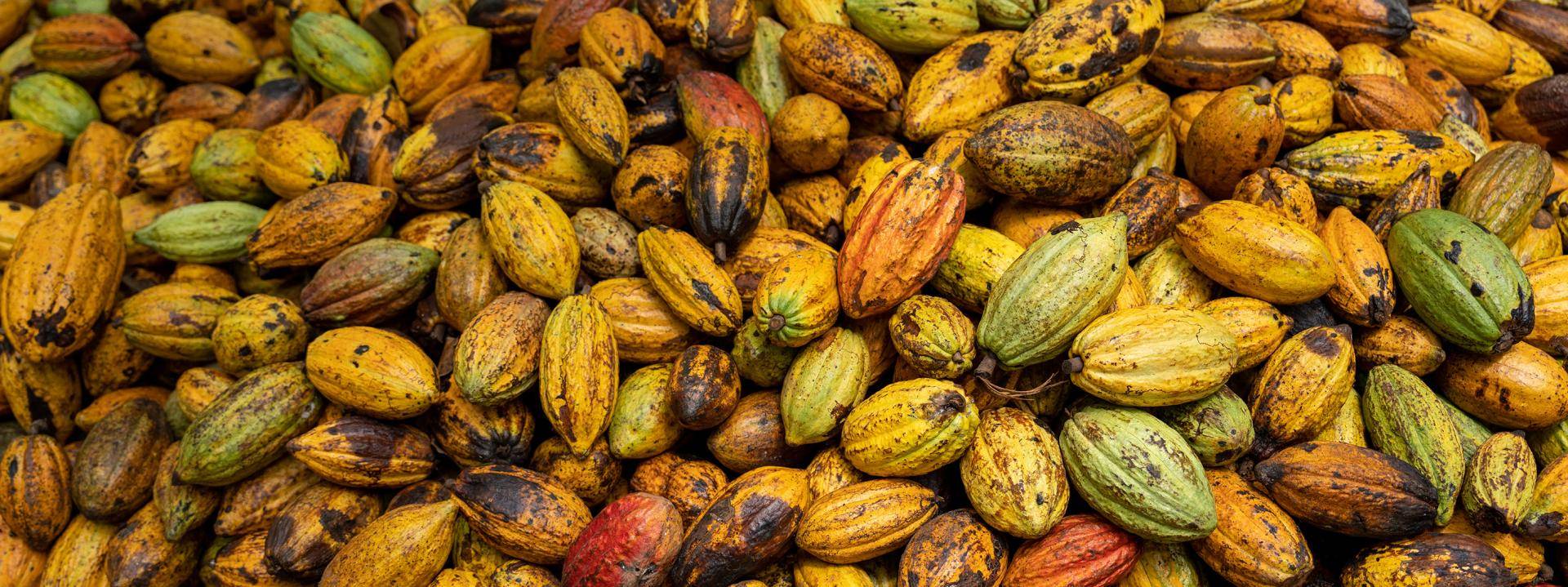 cocoa_pile