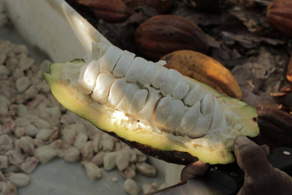 polpa-cacau-fruta