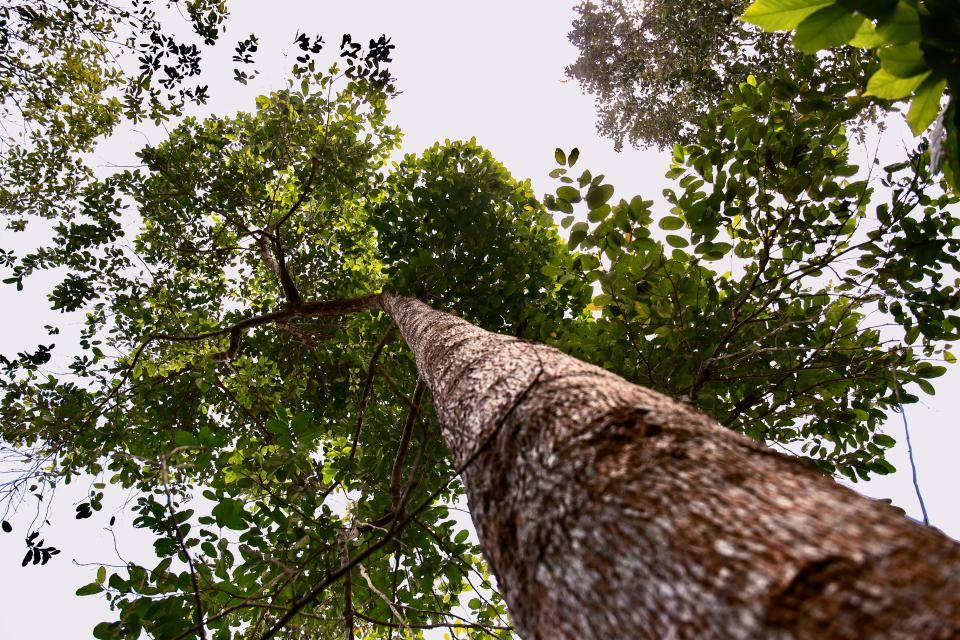 tree