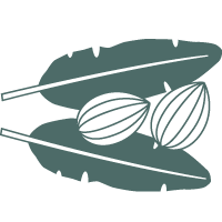fermented cocoa icon