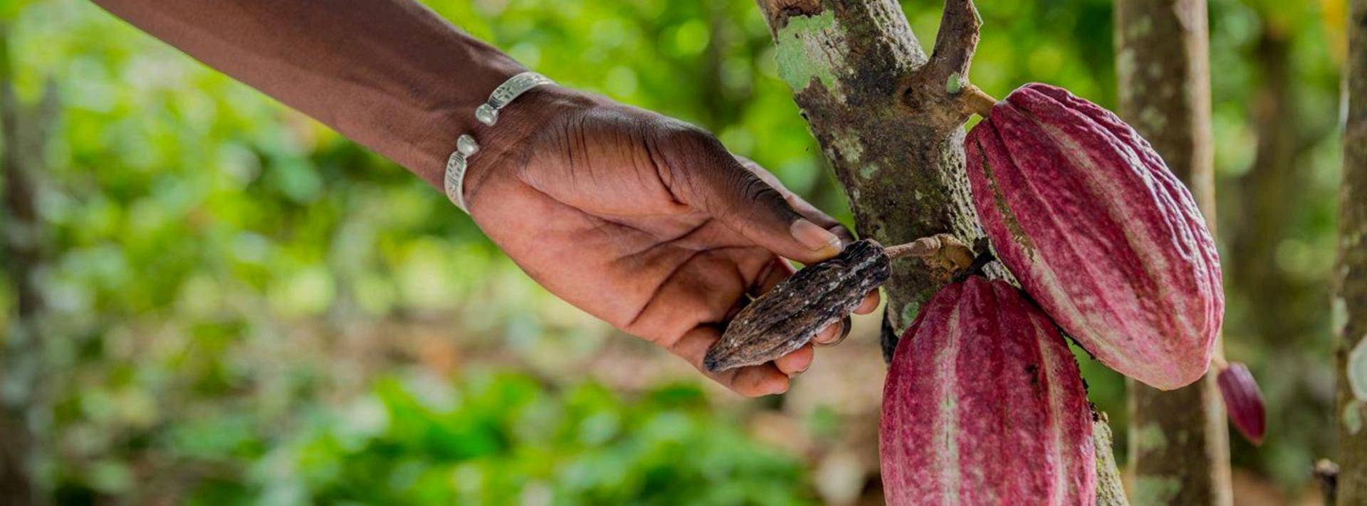 Sustainability Callebaut