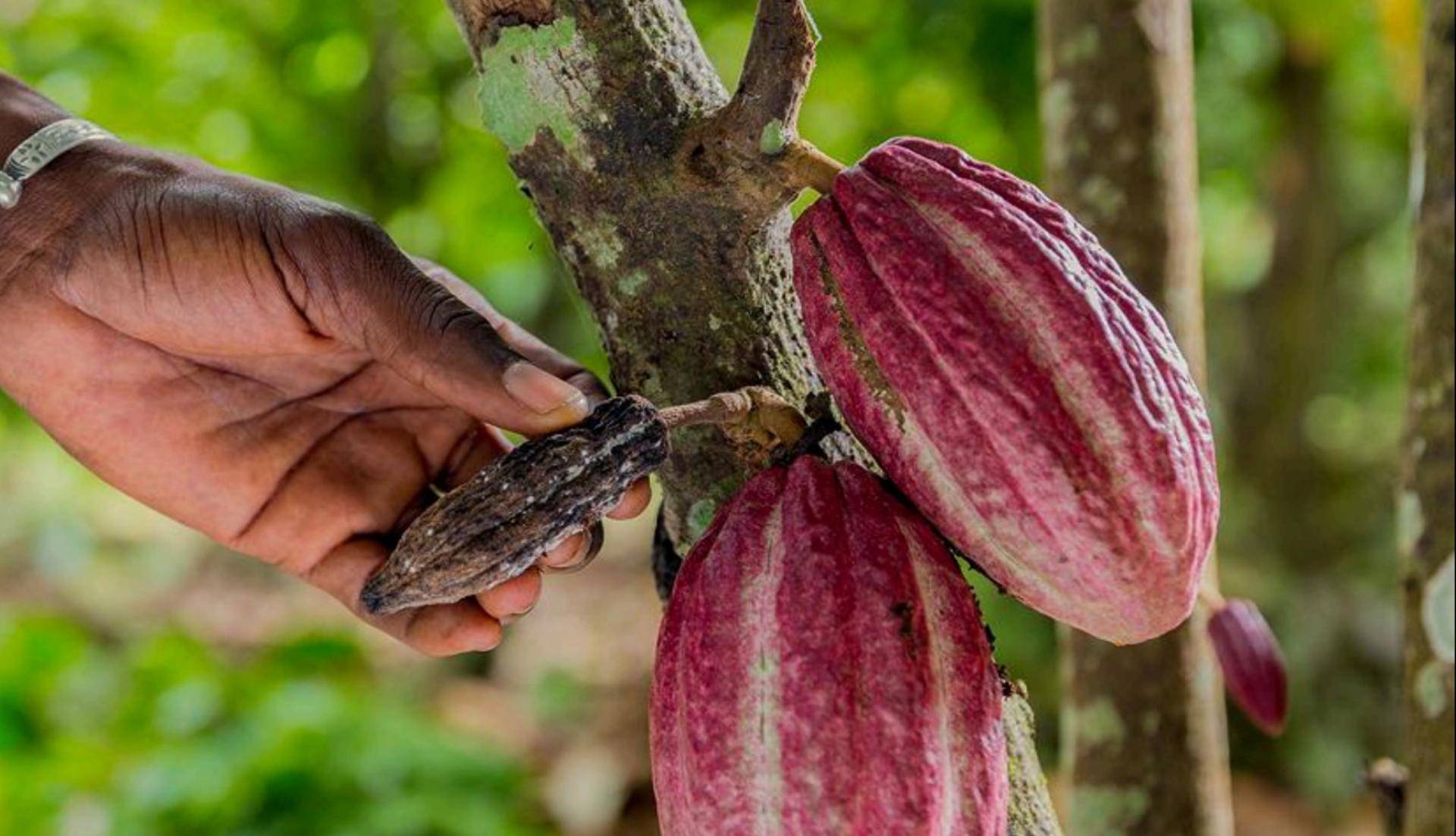 Sustainability Callebaut