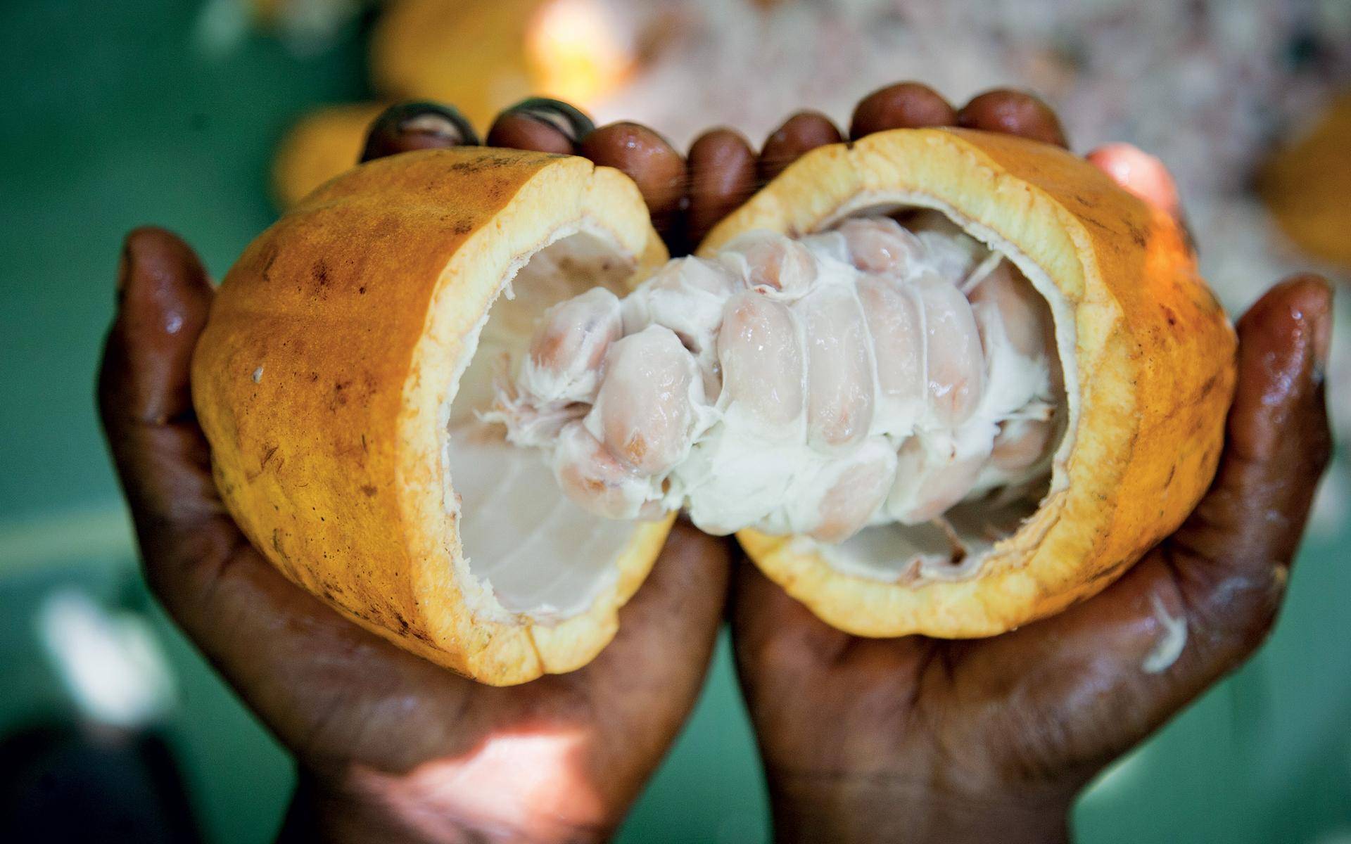 Sustainable cocoa cultivation