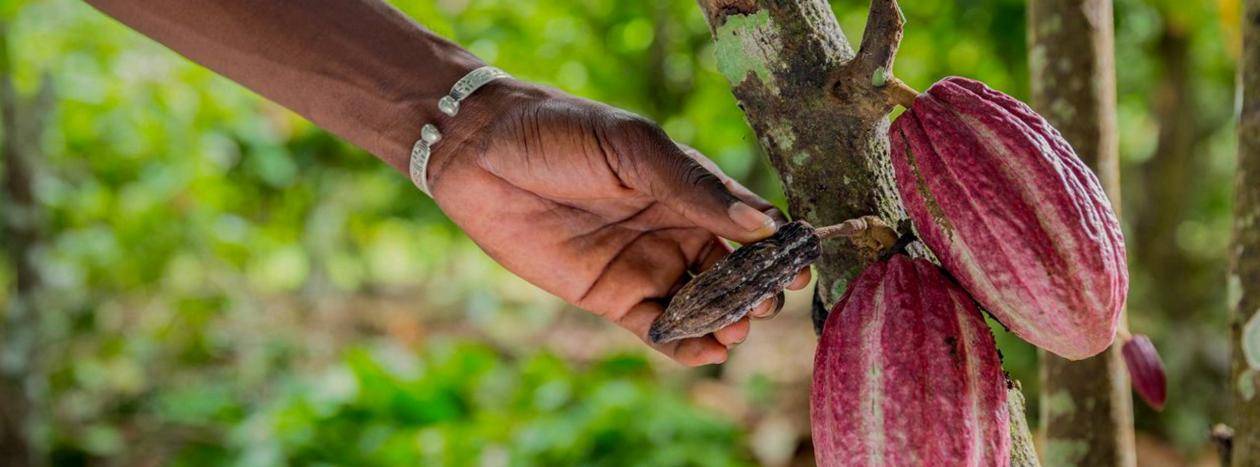 Sustainability Callebaut