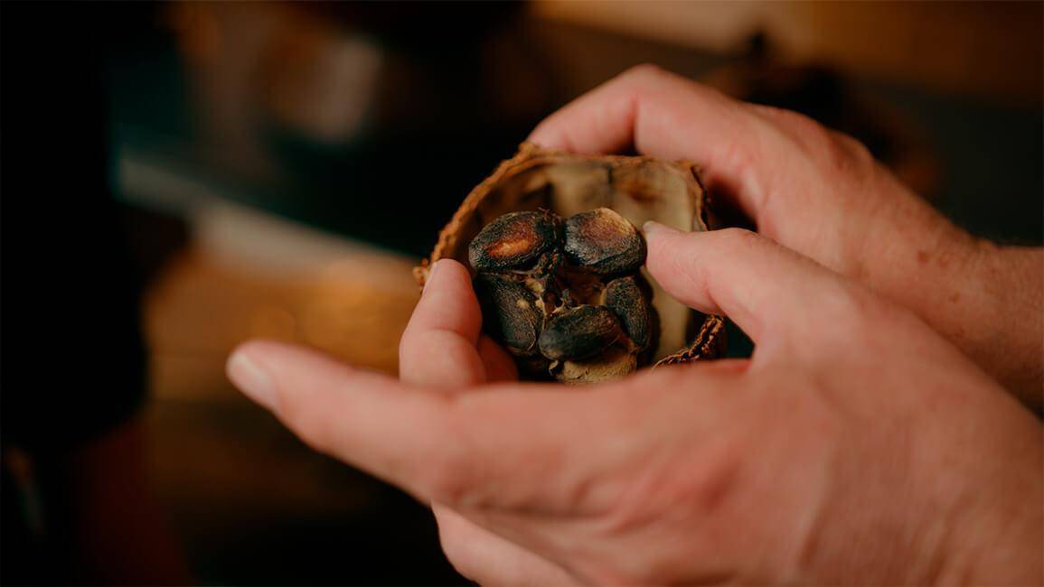 Cocoa pod callebaut 