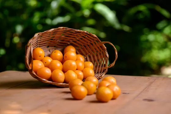 cesta com diversos cajás caindo na cor laranja
