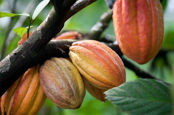 cacau-fruta-pé