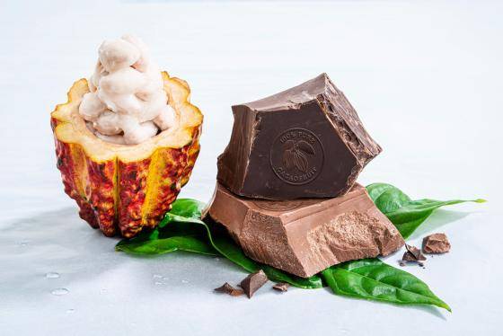 cacau-fruta-chocolate