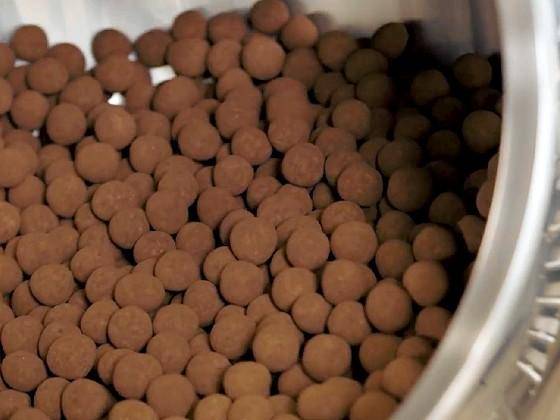 Cocoa powder coated hazelnuts in the panning drum